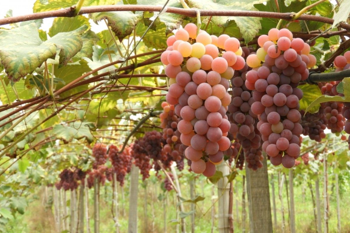 Vindima em Prot&aacute;sio Alves: o doce sabor da colheita